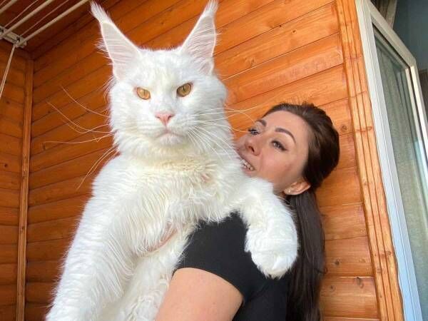 インスタで人気の猫 飼い主と並ぶと ジャイアント キャットだ 22年2月14日 ウーマンエキサイト 1 3