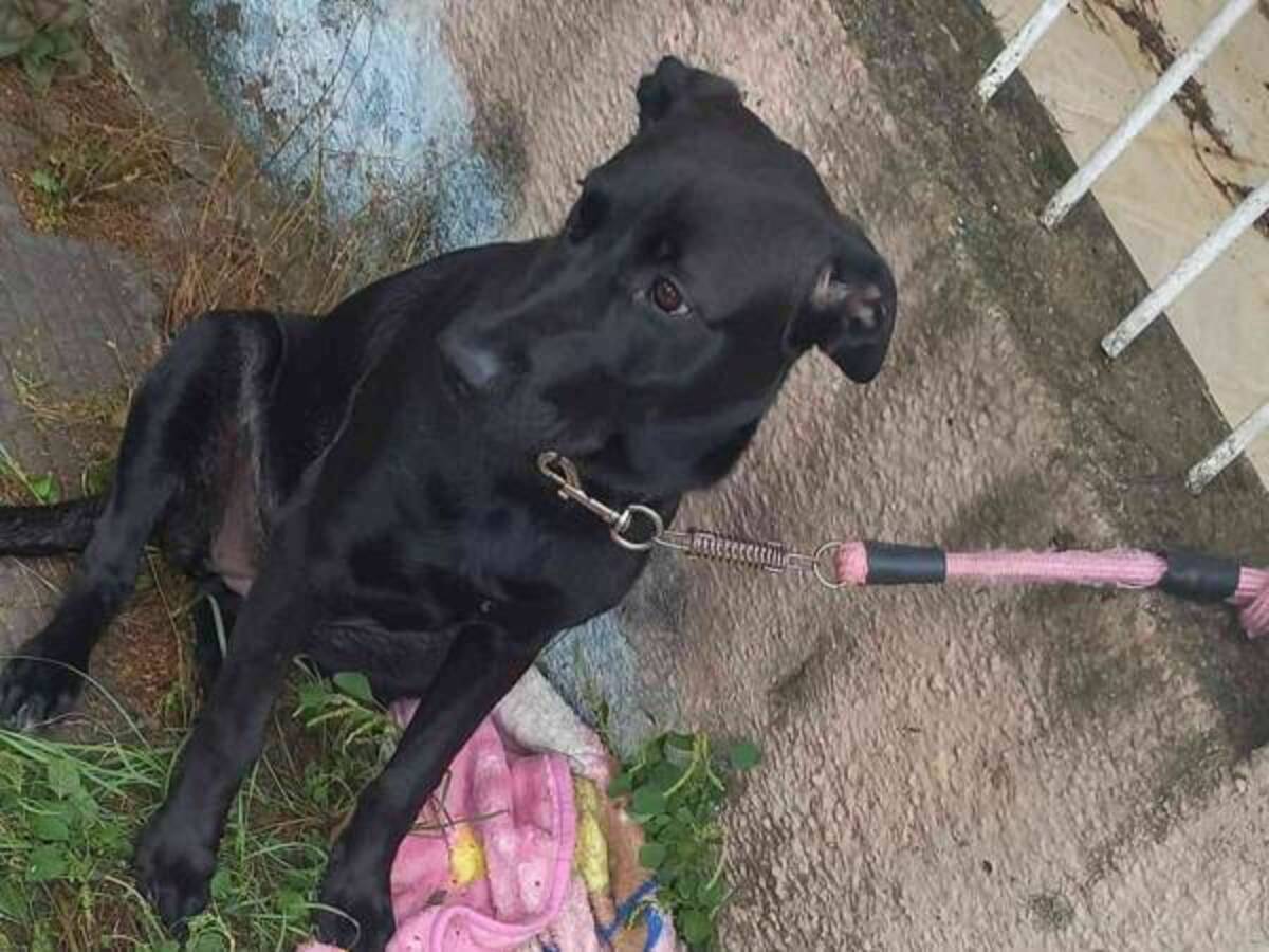 このかわいい子は 女性が投稿した犬の写真に怒りの声が殺到 22年2月14日 ウーマンエキサイト 1 2