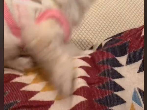 ドライヤーで髪を乾かしていると…　愛犬の姿に「どのタイミングで見ても面白い」