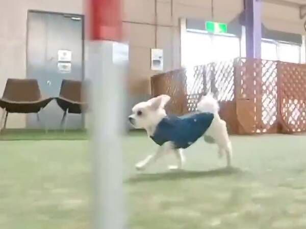 「障害物を完璧に無視できる」　施設内を走り回る犬がかわいすぎる！