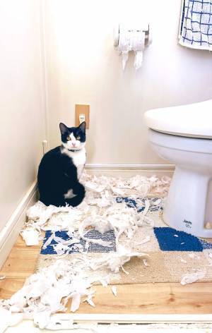 散らかったトイレットペーパー　現場にいた犯人の顔が清々しい…！