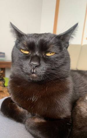 飼い主「ごめんね、かわいく撮れなくて…」しかし？　黒猫の表情に絶賛の声
