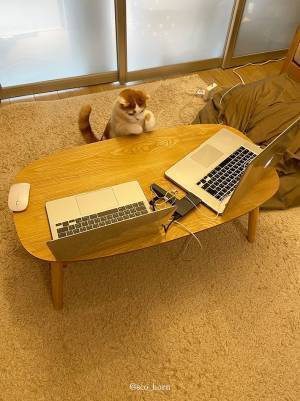 「またやられた…」　ZOOM会議中、少し目を離すと？