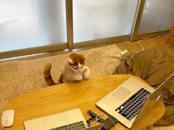 「またやられた…」　ZOOM会議中、少し目を離すと？