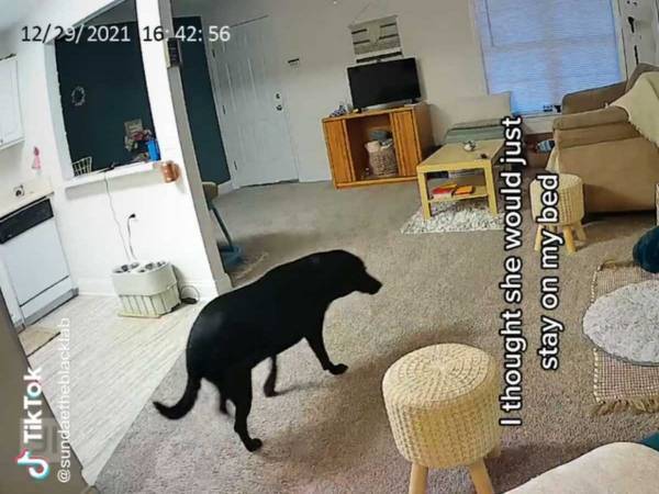 部屋にカメラを設置した女性　留守番中の愛犬を見て「泣きそうになった」