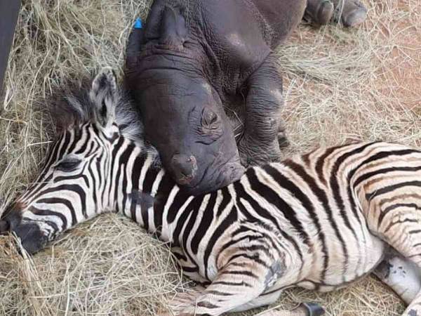 親がいないシマウマの赤ちゃん　ひとりぼっちのサイの赤ちゃんに近づいて？