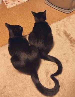 ２匹の猫のしっぽを見ると…　「幸せをもらえそう」「奇跡の形」