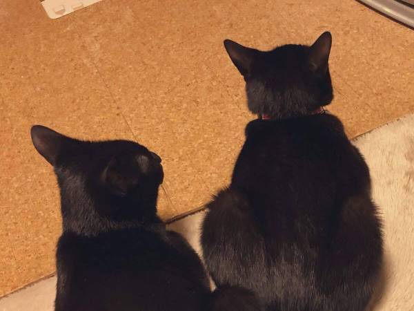 ２匹の猫のしっぽを見ると…　「幸せをもらえそう」「奇跡の形」