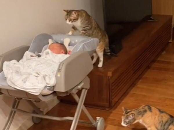 新生児に興味津々な猫　覗き込んでいると、次の瞬間…！