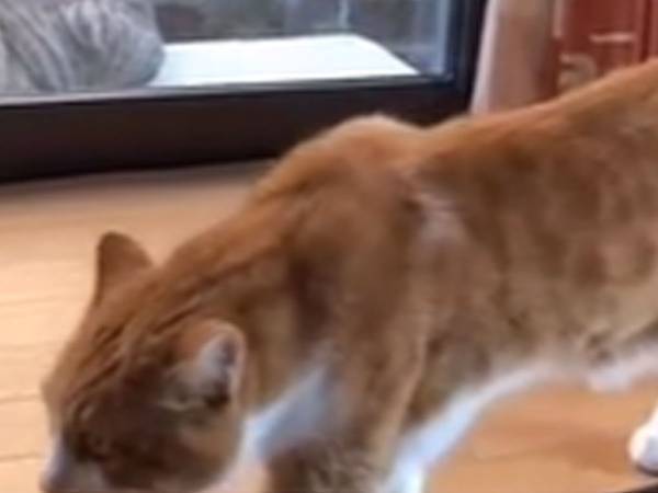室内で音を立てないように歩く猫　理由に「絶対気付かれてるって！」