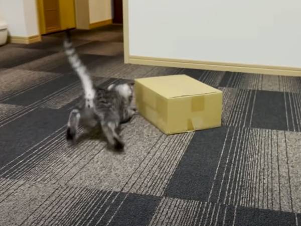 『遊びのクセ』が強すぎる子猫　動画に「めっちゃ笑った」「ずっと見ていられる」