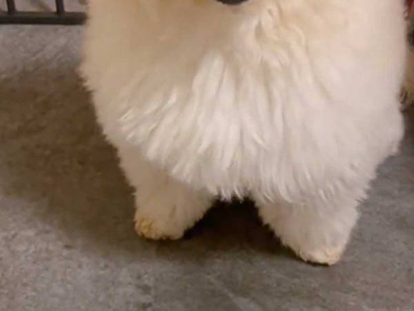 犬の『流れ作業』に爆笑　「適当すぎるッ！」「めちゃくちゃ笑った」