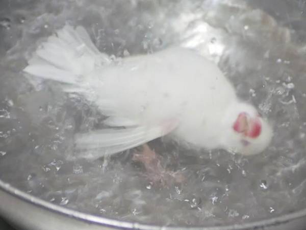 文鳥をかわいく撮ろうとした結果…！？　写真に「２度見した」「ビビったわ！」