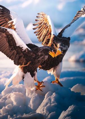 「奇跡みたいな写真が撮れた」知床半島で撮影された写真の迫力がすごい！