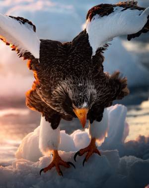 「奇跡みたいな写真が撮れた」知床半島で撮影された写真の迫力がすごい！