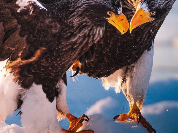 「奇跡みたいな写真が撮れた」知床半島で撮影された写真の迫力がすごい！