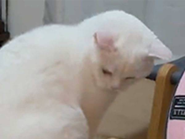 子猫が座ると、お尻の下に…？　「声出して笑った」「びっくりしてるのがウケる」