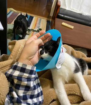 猫はどこにいる？　「あ！これか！」「一瞬で見つけたよ」