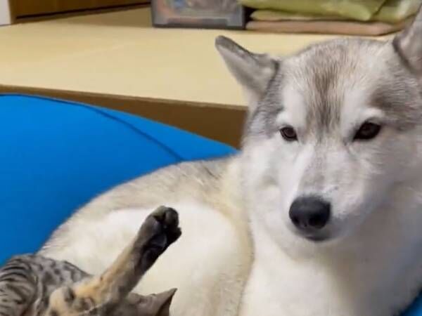 犬「何事…？」　眠っていたシベリアンハスキーが起きた理由とは