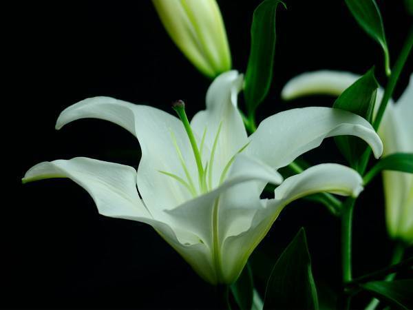 【訃報】落語家・柳家さん吉さん逝去　『笑点』大喜利メンバーとしても活躍