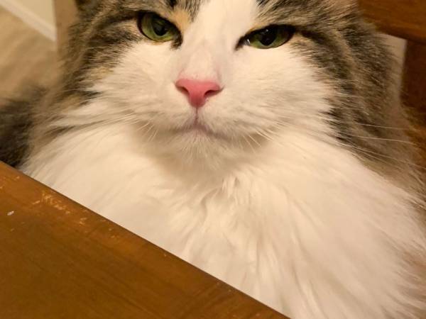 可愛い表情で鳴く猫　『お風呂』という単語を耳にすると…