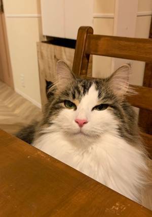 可愛い表情で鳴く猫　『お風呂』という単語を耳にすると…