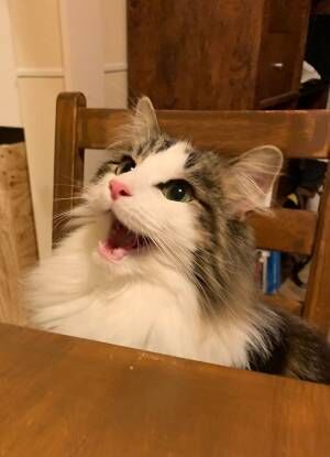 可愛い表情で鳴く猫　『お風呂』という単語を耳にすると…