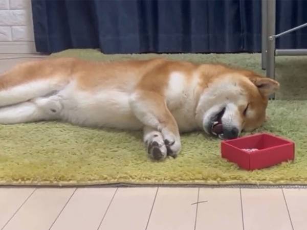 バレンタインにお菓子をもらった柴犬が？　「人間の子供のような行動」