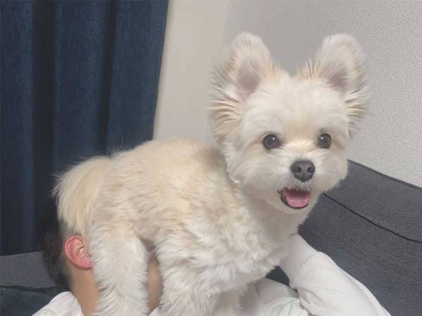 「そこに座るのはあまりよくないんじゃないかな」　飼い主のつぶやきに、吹き出す