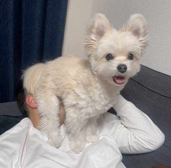 「そこに座るのはあまりよくないんじゃないかな」　飼い主のつぶやきに、吹き出す