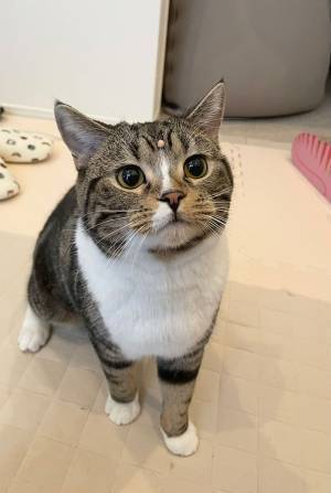 何もしていない猫の写真だが？　人々が魅了された理由に、納得