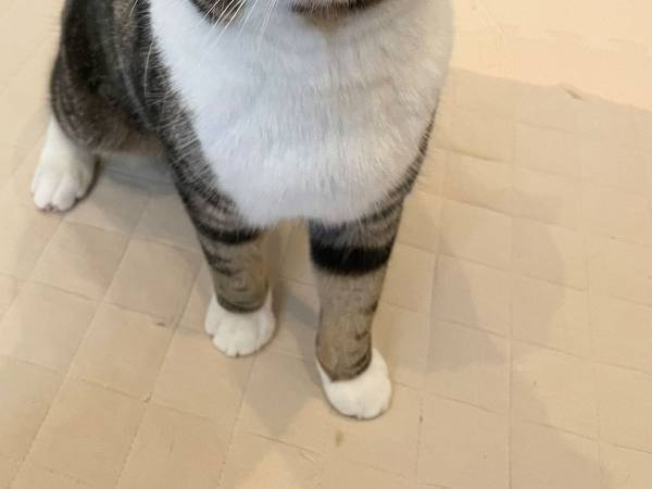 何もしていない猫の写真だが？　人々が魅了された理由に、納得