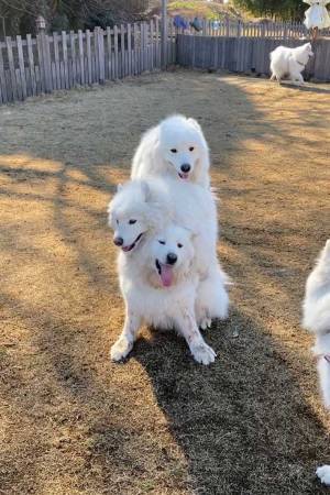 娘「最高」　父親が撮影した愛犬の姿に、８万『いいね』！