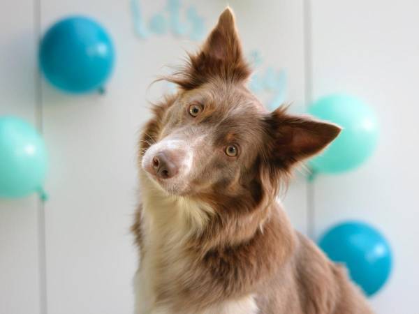 飼い主のいたずらに驚いた犬　予想外のリアクションに　「面白すぎる！」