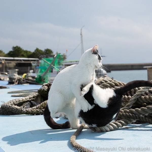 猫が決めた『大技』に拍手喝采　見事な瞬間に「１本！」「決まったーッ！」