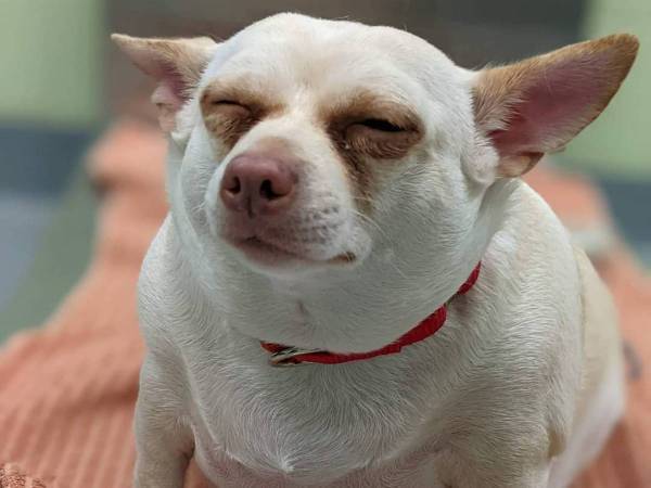 太りすぎて飼い主に捨てられたチワワ　命がけでダイエットした結果？