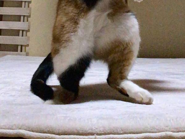 フレディ・マーキュリーの生まれ変わりのような猫　その姿に２７万『いいね』