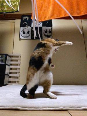 フレディ・マーキュリーの生まれ変わりのような猫　その姿に２７万『いいね』