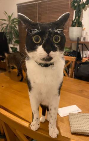 雷の音に驚いた猫　漫画のような表情に「この顔は、ズルい」の声