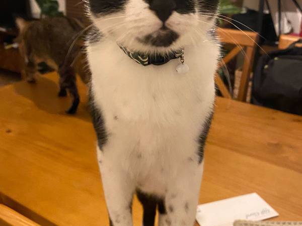 雷の音に驚いた猫　漫画のような表情に「この顔は、ズルい」の声