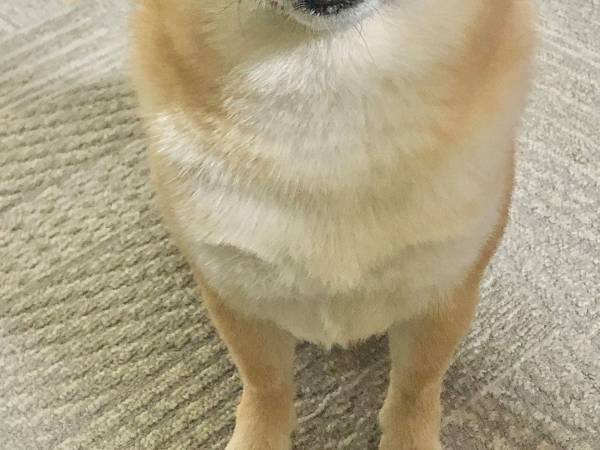 プリンを食べていた飼い主　愛犬がやって来ると「なんという切なさ…」