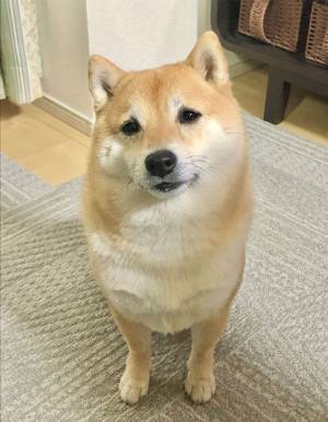 プリンを食べていた飼い主　愛犬がやって来ると「なんという切なさ…」