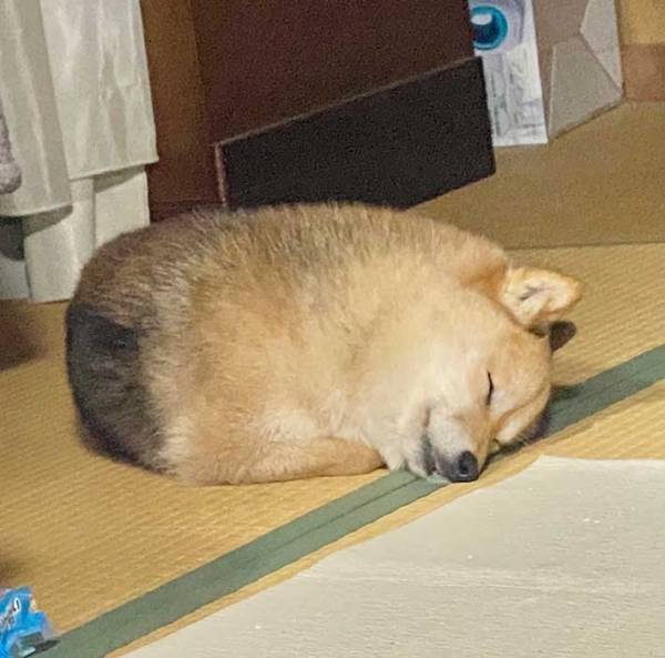 スヤスヤと眠る柴犬　１枚の写真に「猫？」「アザラシ？」