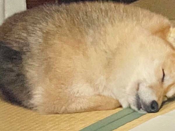 スヤスヤと眠る柴犬 １枚の写真に 猫 アザラシ 22年2月21日 ウーマンエキサイト
