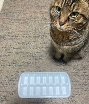 「かわいすぎる」「早速買おう」１００円で買える猫の知育アイテムがこちら！