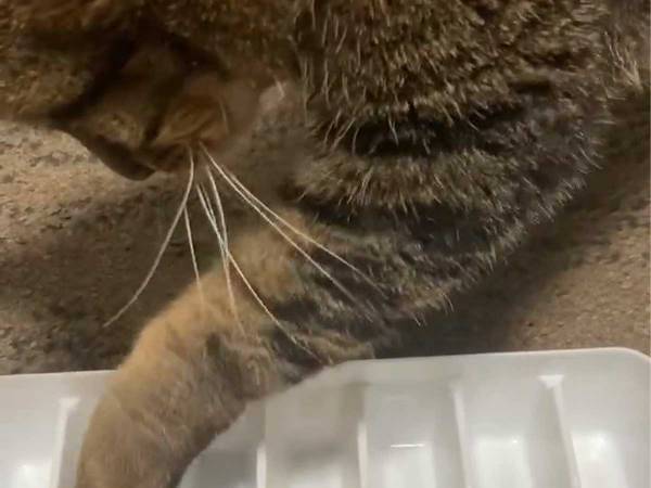 「かわいすぎる」「早速買おう」１００円で買える猫の知育アイテムがこちら！