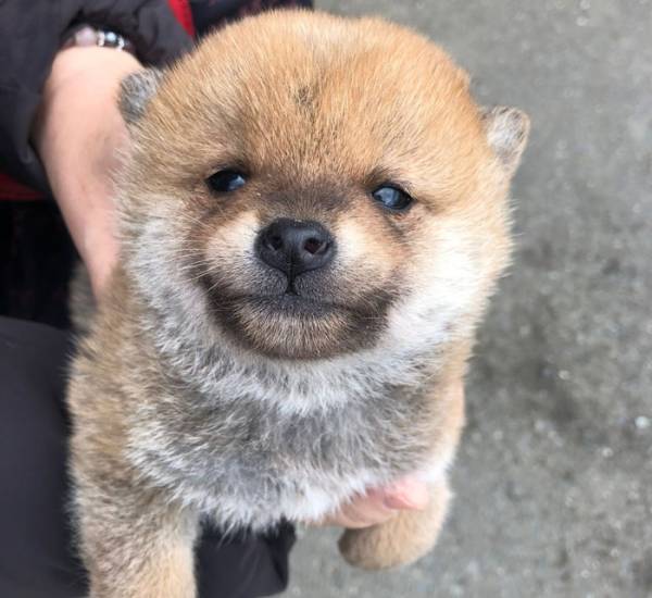 初めて太陽を見た柴犬　１０万人が心を射抜かれた、その『反応』とは