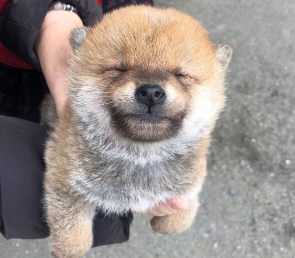 初めて太陽を見た柴犬　１０万人が心を射抜かれた、その『反応』とは