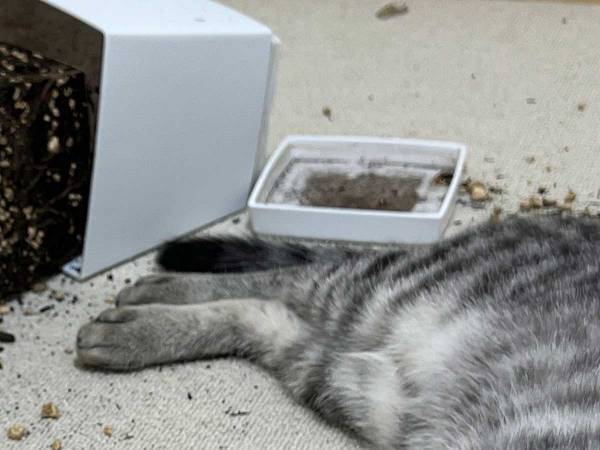 子猫「事故ですが何か？」　買い物から帰宅すると…「こりゃ大惨事」