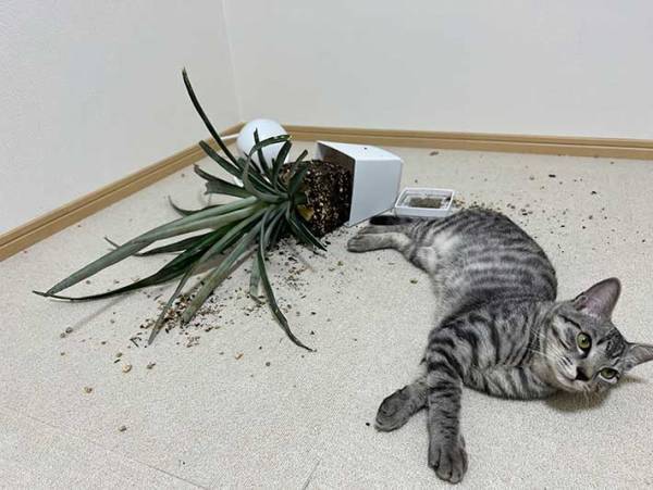 子猫「事故ですが何か？」　買い物から帰宅すると…「こりゃ大惨事」